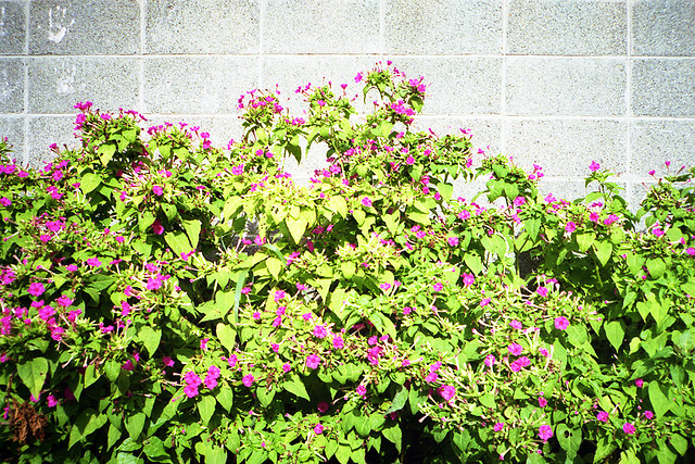 معرفی و راهنمای پرورش گیاهان زینتی - لاله عباسی